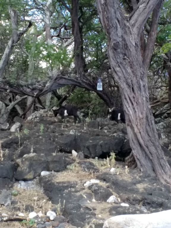 Views of goats along the trail